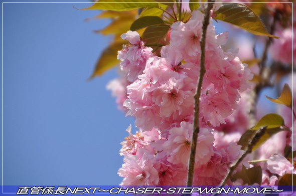 「成田夢牧場へ」 直管係長NEXT~CHASER・STEPWGN・MOVE~