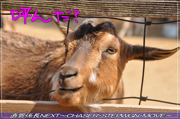 「成田夢牧場へ」 直管係長NEXT~CHASER・STEPWGN・MOVE~