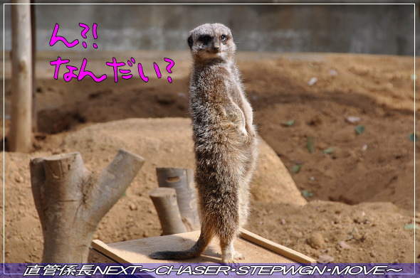「千葉市動物公園へ」 直管係長NEXT〜CHASER・STEPWGN・MOVE〜
