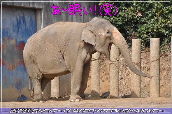 「千葉市動物公園へ」 直管係長NEXT〜CHASER・STEPWGN・MOVE〜
